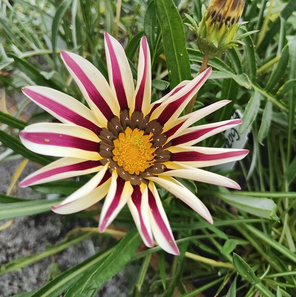 daisy87947